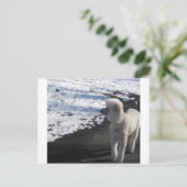 Weißes Poodle am Schnee Postkarte (Stehend Vorderseite)