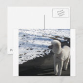 Weißes Poodle am Schnee Postkarte (Vorne/Hinten)