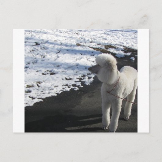 Weißes Poodle am Schnee Postkarte (Vorderseite)