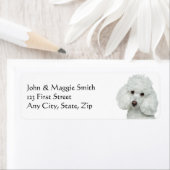 Weißes Poodle Hund Tier (Insitu)