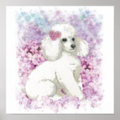 Weißes Poodle in Lilacs Poster Print (Vorne)