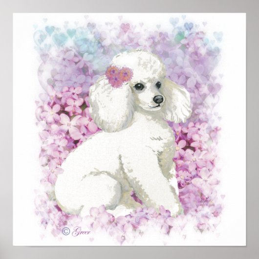 Weißes Poodle in Lilacs Poster Print (Vorne)