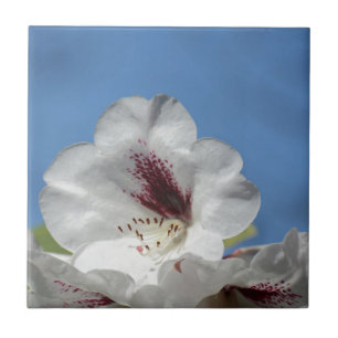 Weißes Rhododendron mit Burgund Fliese