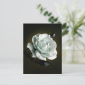 Weißes Rose Foto im schwarzen Hintergrund Postkarte (Stehend Vorderseite)