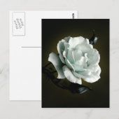 Weißes Rose Foto im schwarzen Hintergrund Postkarte (Vorne/Hinten)