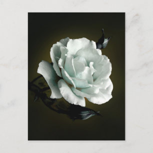 Weißes Rose Foto im schwarzen Hintergrund Postkarte