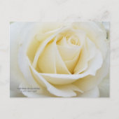 Weißes Rose-Foto Postkarte (Vorderseite)