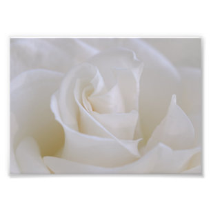 Weißes Rosenblumen-Foto-Druck Fotodruck