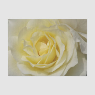 Weißes Rosengewirr Seidenpapier