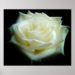 Weißes Rosenposter Poster