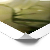 Weißes Rosenposter Poster (Ecke)