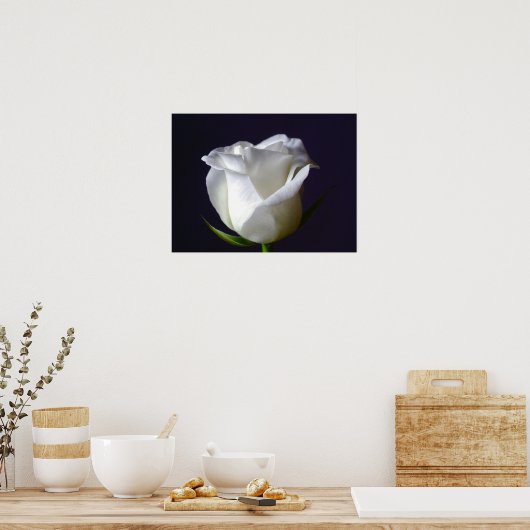 Weißes Rosenposter Poster (Küche)