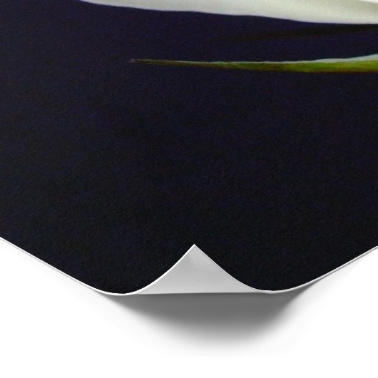 Weißes Rosenposter Poster (Ecke)