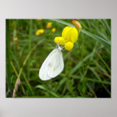 Weißes Schmetterlingposter Poster (Vorne)