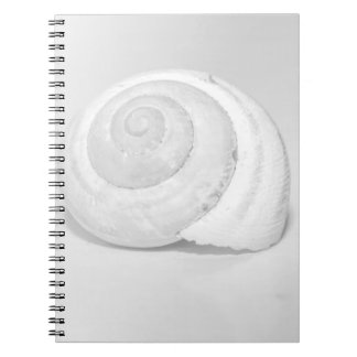 Weißes Schneckengehäuse Minimalistische Naturfotog Notizblock