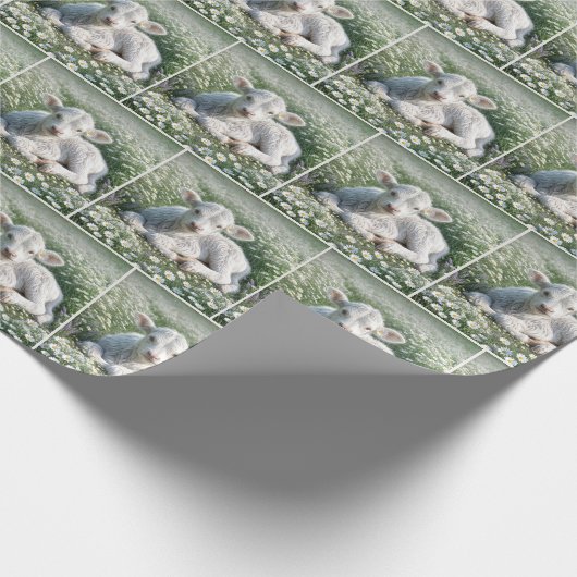 Weißes schottisches Hochland-Kalb in Daisien Geschenkpapier (Ecke)