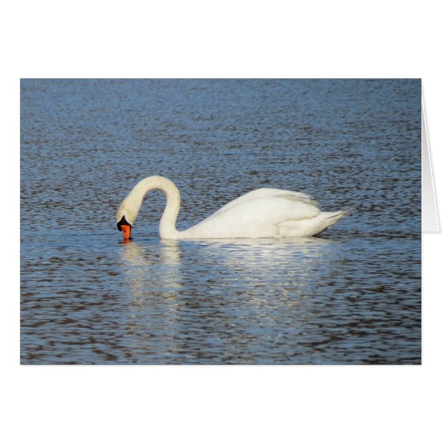 Weißes Schwan-Füttern (Vorderseite (Horizontal))
