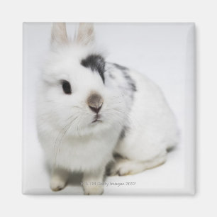 Weißes, schwarzes und braunes Kaninchen Magnet