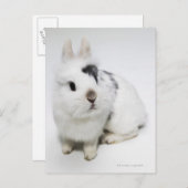 Weißes, schwarzes und braunes Kaninchen Postkarte (Vorne/Hinten)