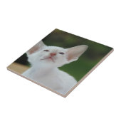 Weißes Siam-Kätzchen Fliese (Seite)