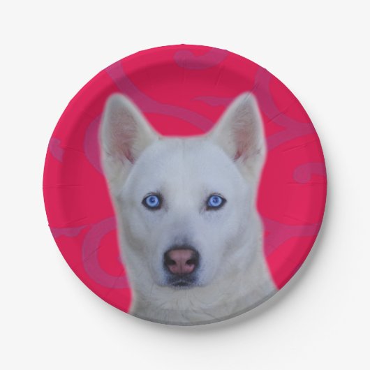 Weißes sibirisches Husky-Papier Pappteller (Vorderseite)