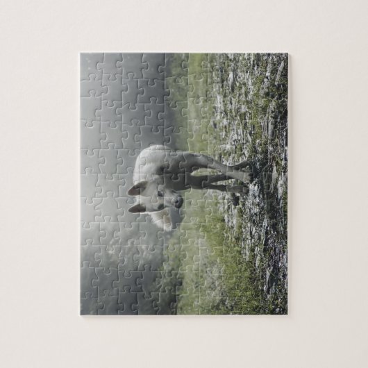 Weißes sibirisches Puzzle (Vertikal)