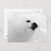 Weißes Siegel Postkarte (Vorne/Hinten)