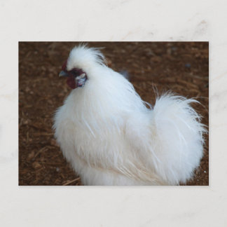 Weißes Silkie-Huhn Postkarte