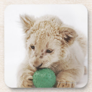 Weißes Spielen des Löwejungen (Pantheralöwe Getränkeuntersetzer