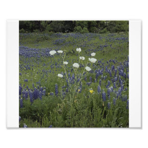 Weißes stacheliges Poppys Fotodruck
