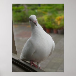 Tauben Poster | Zazzle.de