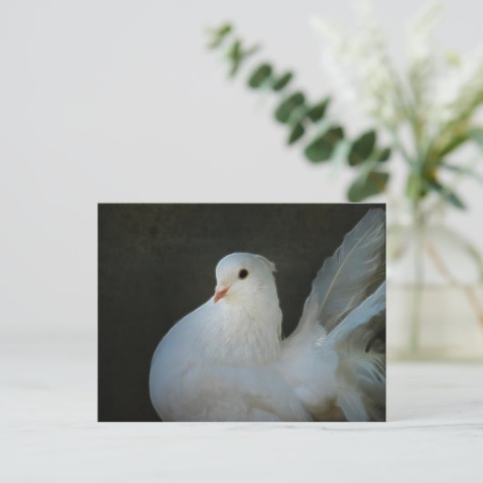 Weißes Taubenfriedenszeichen Postkarte (Stehend Vorderseite)