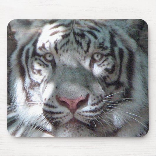 Weißes Tiger-Porträt Mousepad (Vorne)