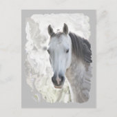 Weißes Traumpferd Postkarte (Vorderseite)