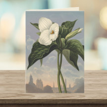 Weißes Trillium-Blumen-Tempel-der-Flora-Stil leer