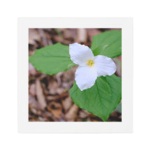 Weißes Trillium im Frühling