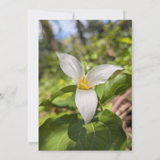 Weißes Trillium-Wildblume im sonnendurchfluteten W Einladung