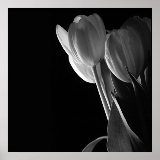 Weißes Tulips-Foto im schwarzen Hintergrund Poster (Vorne)