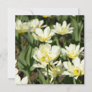 Weißes Tulpen-Foto