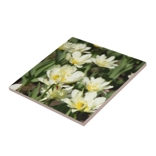 Weißes Tulpen-Foto Fliese (Seite)