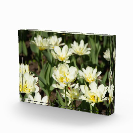 Weißes Tulpen-Foto Fotoblock (Rechts)