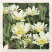 Weißes Tulpen-Foto Glasuntersetzer (Vorderseite)