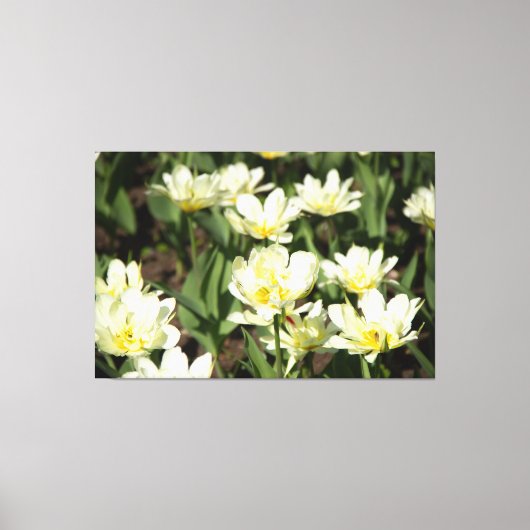Weißes Tulpen-Foto Leinwanddruck (Vorderseite)