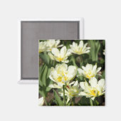 Weißes Tulpen-Foto Magnet (Vorderseite/Rückseite)