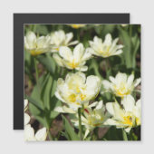 Weißes Tulpen-Foto Magnetkarte (Vorne/Hinten)