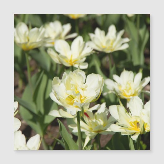 Weißes Tulpen-Foto Magnetkarte (Vorderseite)
