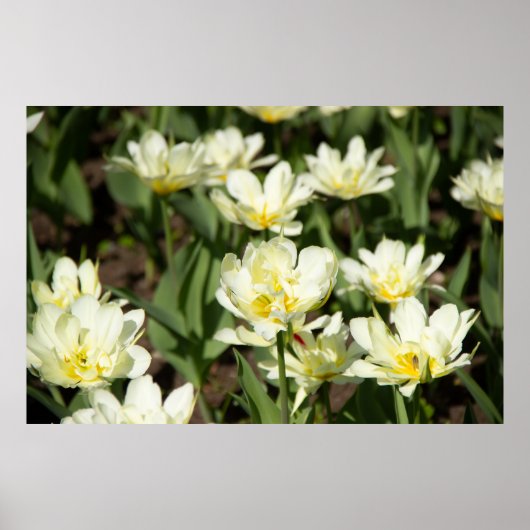 Weißes Tulpen-Foto Poster (Vorne)