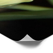 Weißes Tulpen-Foto Poster (Ecke)