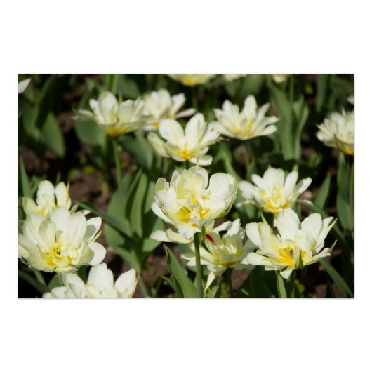 Weißes Tulpen-Foto Poster (Vorderseite)