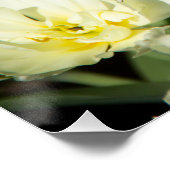 Weißes Tulpen-Foto Poster (Ecke)